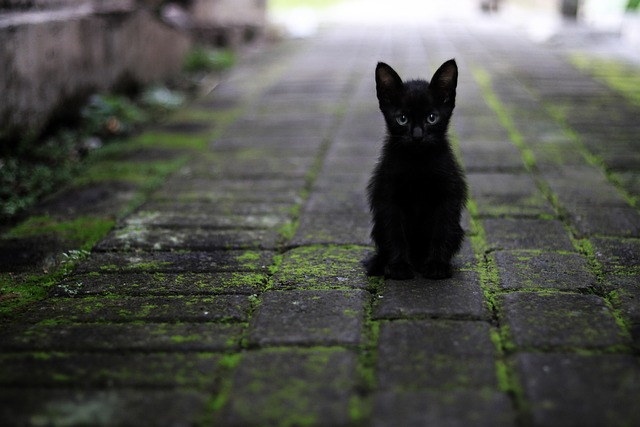 La sécurité de chat