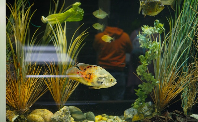 Poissons pour aquarium