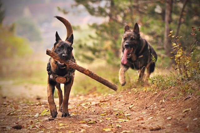 Dressage pour les chiens