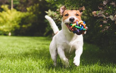 Jeux pour stimuler l'intelligence canine